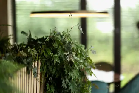 Vitaliteitsprogramma